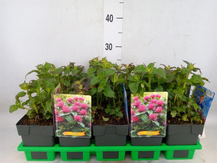 <h4>Monarda didyma</h4>