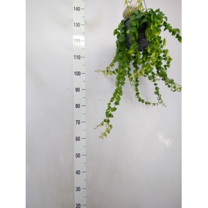 Aeschynanthus  'Rasta'
