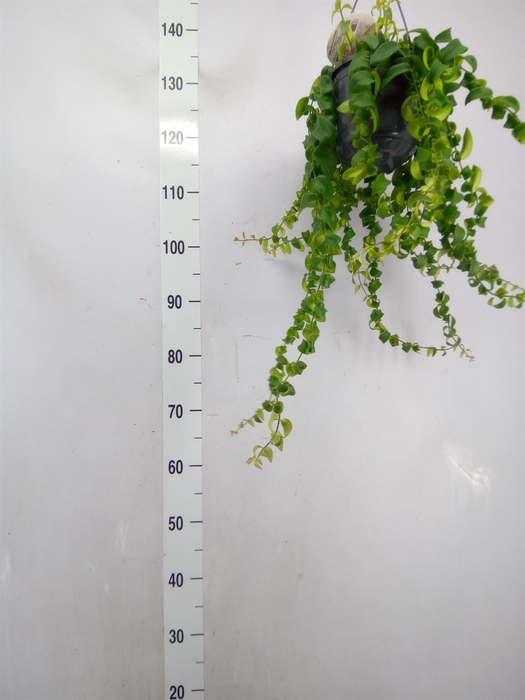 <h4>Aeschynanthus  'Rasta'</h4>