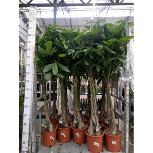 Pachira aquatica
