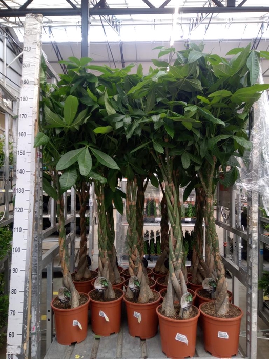 <h4>Pachira aquatica</h4>