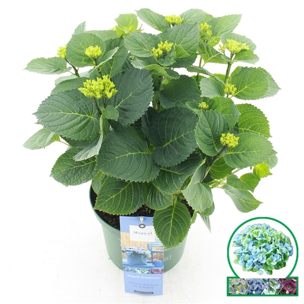 <h4>Hydrangea macrophylla Magical Revolution®  Bleu</h4>