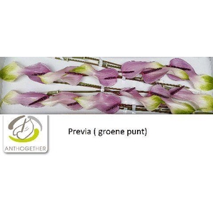 Anthurium Previa