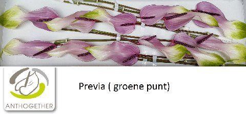<h4>ANTH A PREVIA 12 groene punt</h4>