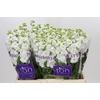 Matthiola incana StoX White