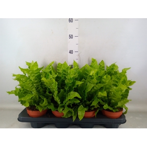 Asplenium nidus 'Crispy Wave'