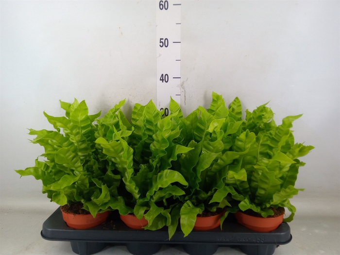 <h4>Asplenium nidus 'Crispy Wave'</h4>