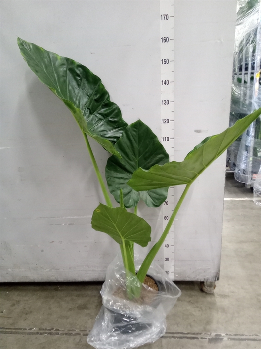 <h4>Alocasia macrorrhizos</h4>
