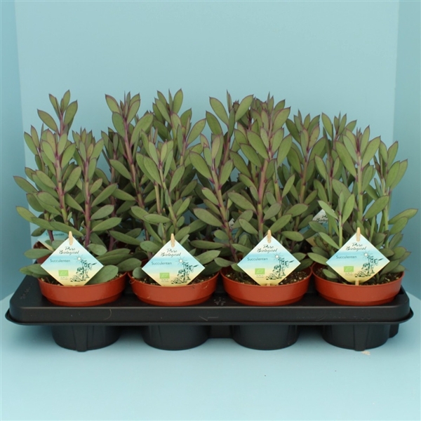 <h4>Bio Senecio crassissimus 260-SenCr13</h4>