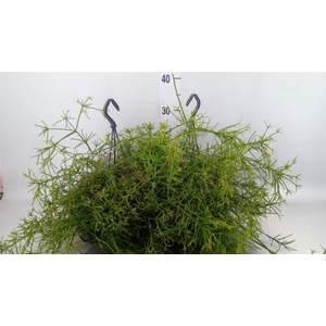 Rhipsalis   ...