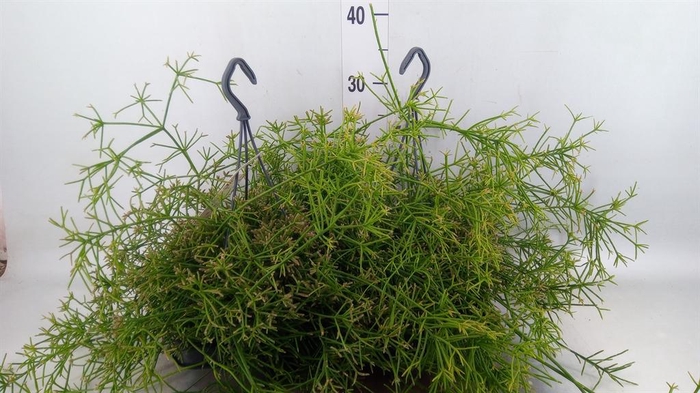 <h4>Rhipsalis   ...</h4>