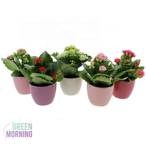 Kalanchoe 6 cm in gekleurde boule keramiek