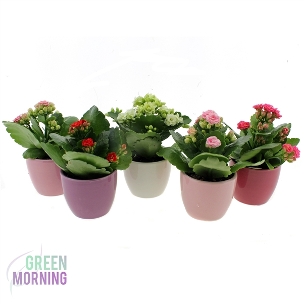 <h4>Kalanchoe 6 cm in gekleurde boule keramiek</h4>