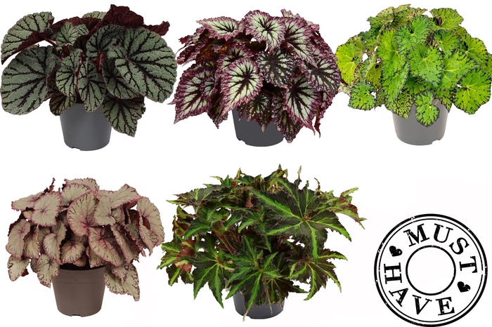 <h4>Bladbegonia Rex Mix MUST HAVE</h4>