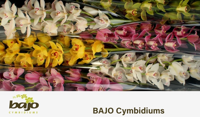 <h4>CYMB T GEM</h4>
