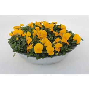 Viola Co Gemengd geel Zink schaal