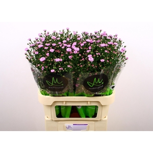Aster Double Dark Pink 80cm