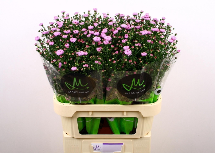<h4>Aster Double Dark Pink 80cm</h4>