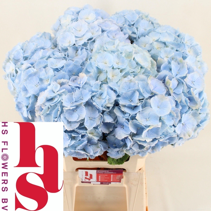 <h4>HYDR M CH VERENA BL</h4>