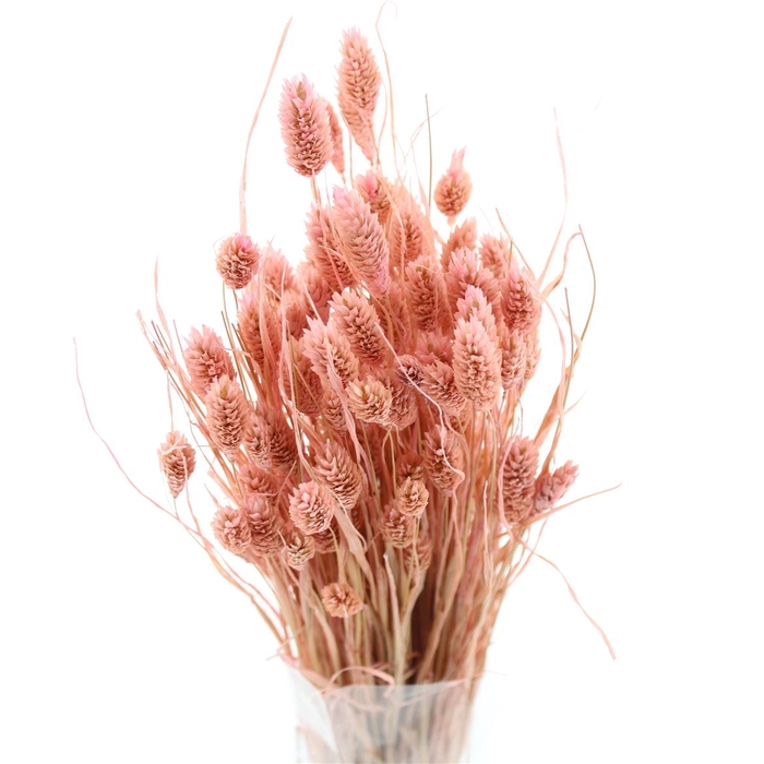 Dried Phalaris Light Pink