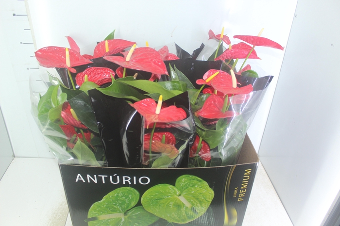 <h4>ANTHURIUM MICHIGAN P17 PREMIUM</h4>