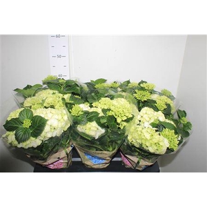 Hydr M Schneeball 8-10 Bloemen+