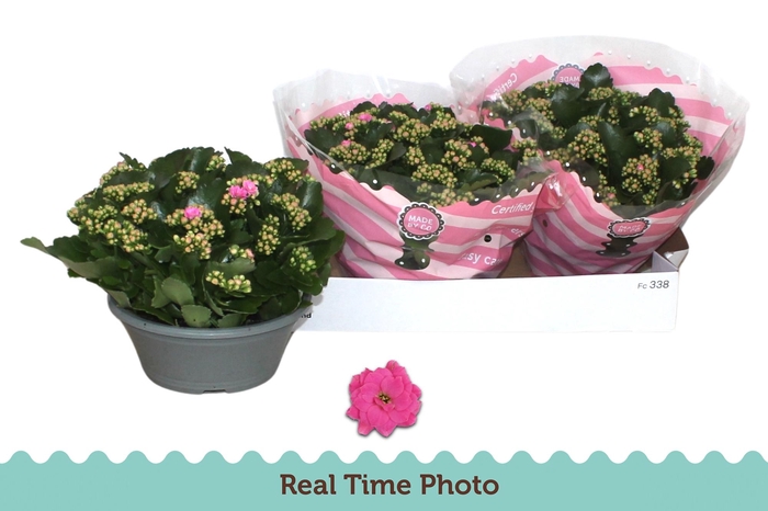 <h4>KAL GE NANDO PINK</h4>