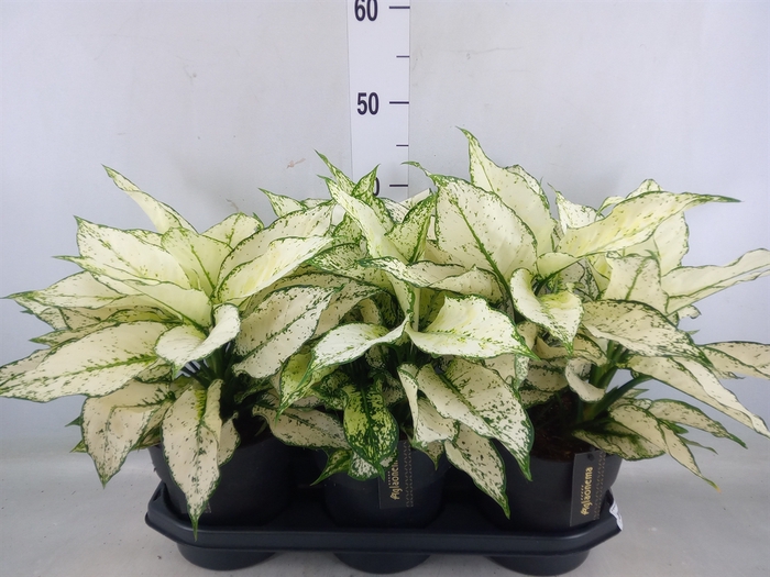 <h4>Aglaonema  'White Kiwi'</h4>