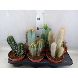 Cactus   ...