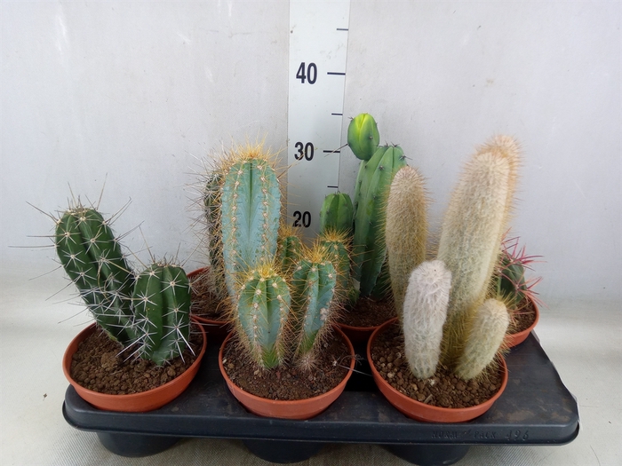 <h4>Cactus   ...</h4>