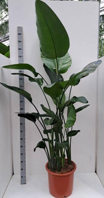 <h4>STRELITZIA NICOLAI</h4>