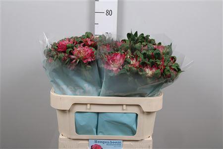 <h4>Alstroemeria sol. 'Fashion Sofiena'</h4>