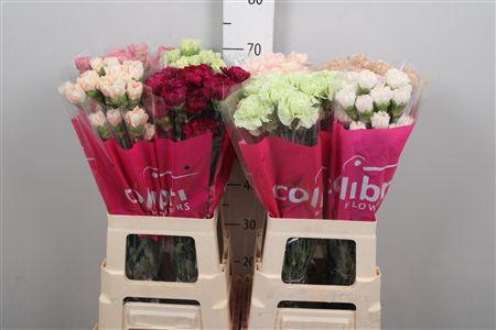 <h4>Di St Gemengd</h4>