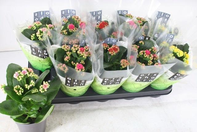 <h4>KAL GE GEM 4 KL</h4>