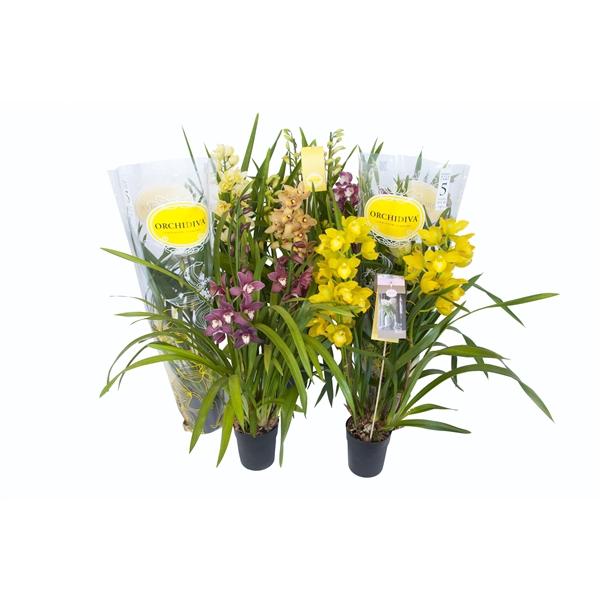 <h4>Cymbidium kleuren mix 3-4 tak</h4>