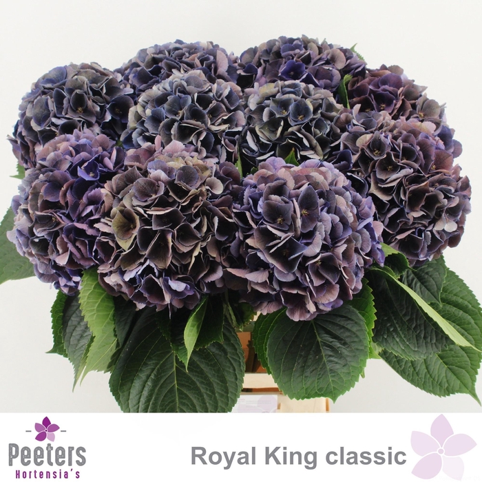 <h4>HYDR M ROYAL KING CL</h4>