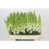 Antirrhinum Potomac Ivory White