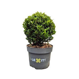 Ilex crenata Dark Green, P17, Bol Ø15cm