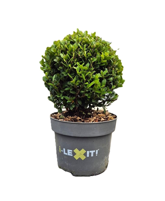 <h4>Ilex crenata Dark Green, P17, Bol Ø15cm</h4>