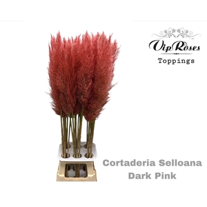 CORTADERIA SELLOANA DARK PINK