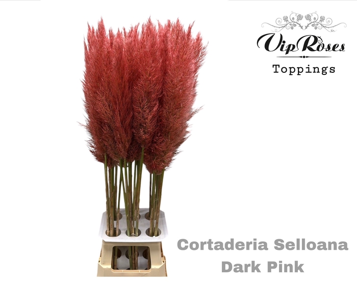 CORTADERIA SELLOANA DARK PINK