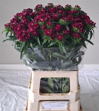 <h4>Di Barb S Will Purple</h4>