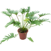 PHILODENDRON XANTAL P30
