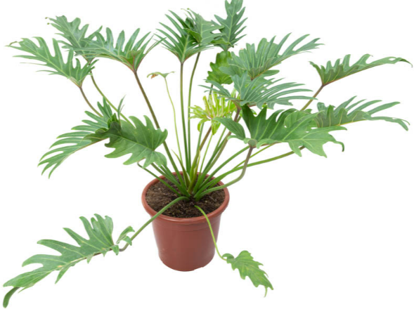 PHILODENDRON XANTAL P30