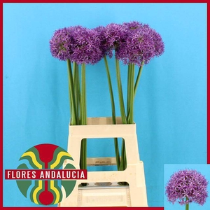 Allium Globemaster