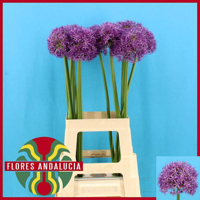 <h4>Allium Globemaster</h4>