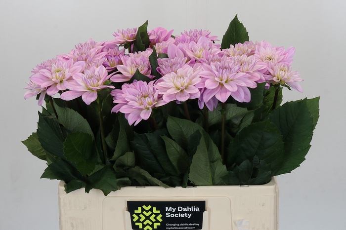 <h4>Dahlia Sweet Suprise</h4>