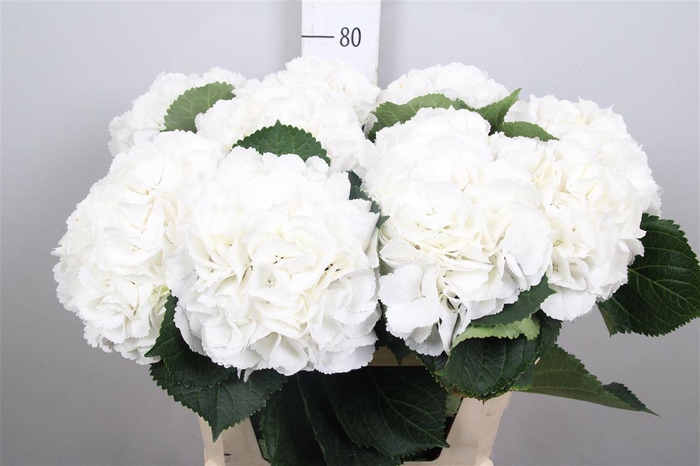 <h4>Hydr M Schneeball</h4>