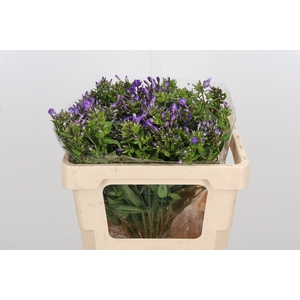 Phlox Van Gogh