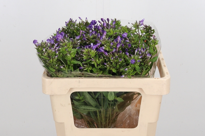 <h4>Phlox Van Gogh</h4>